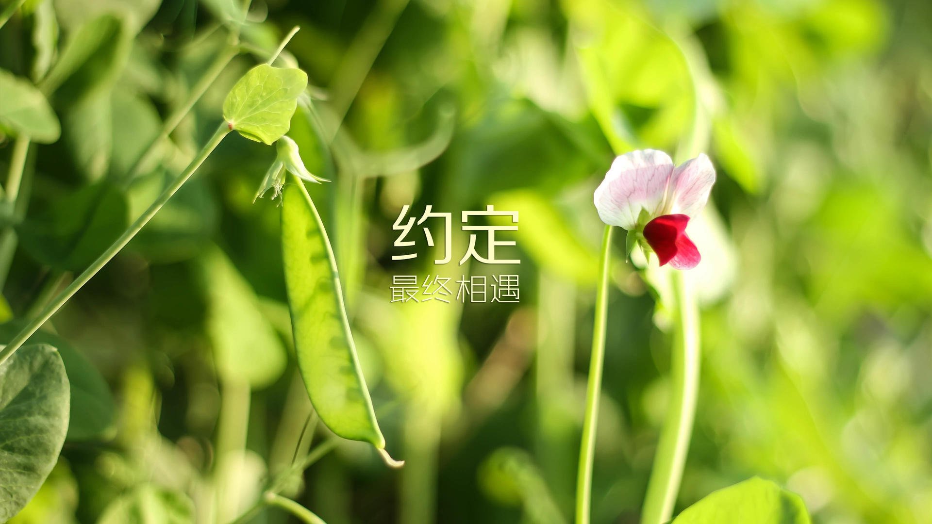 一锤定音显锋芒，瑞典险胜哥斯达黎加，弗拉霍维奇诠释现代巨星价值