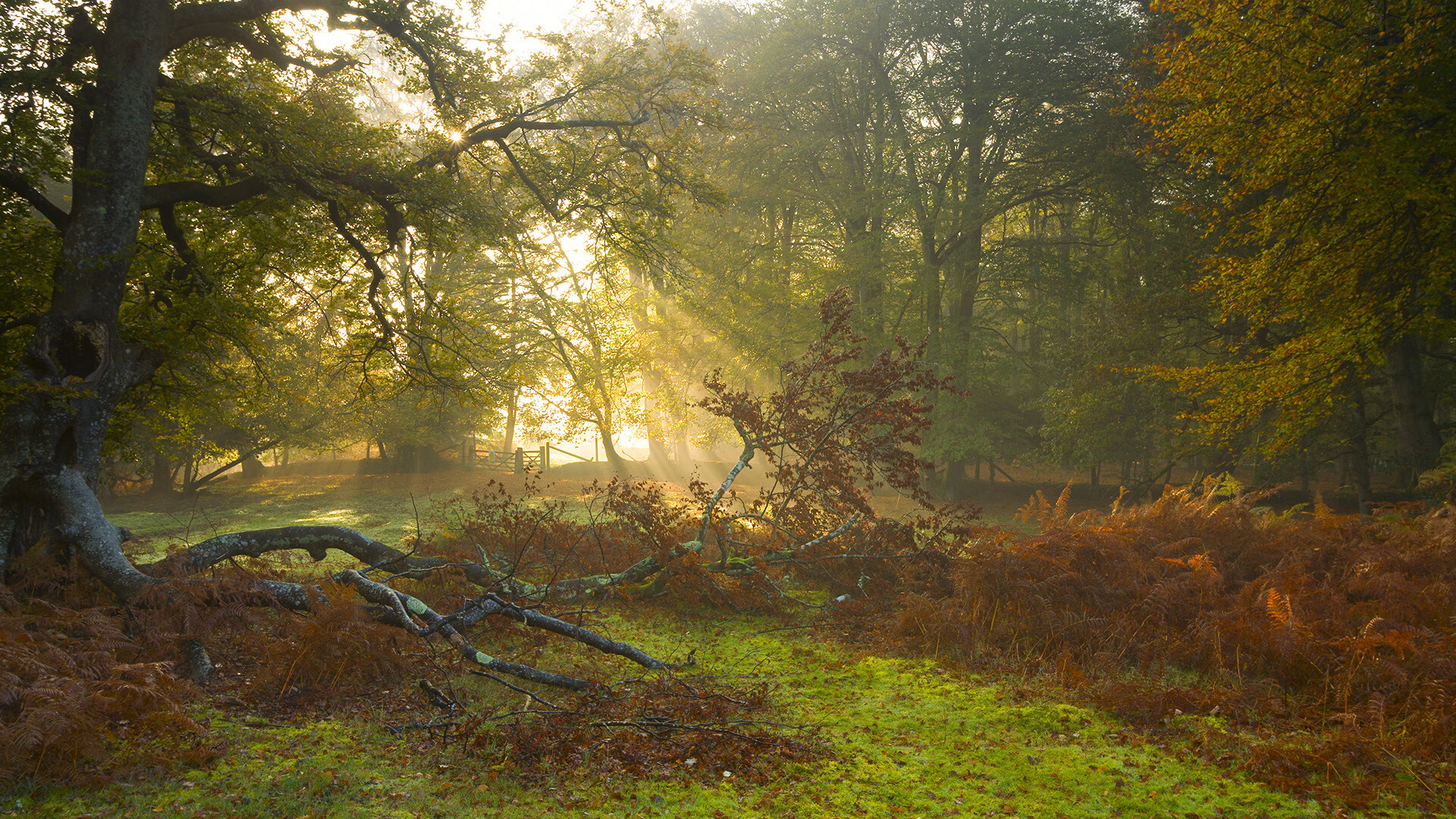 斯通斯扛起全队，NBA季后赛之夜的英雄传奇