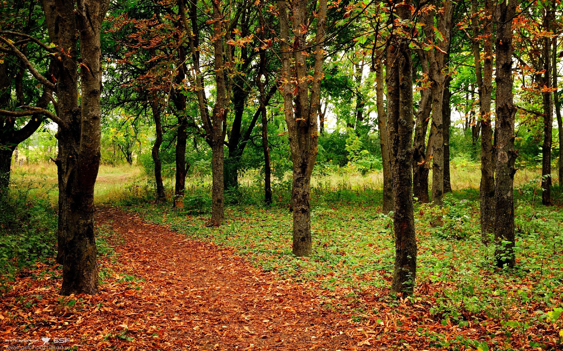 烽火与绿茵，当波兰入侵乌克兰，布雷默在温布利接管比赛