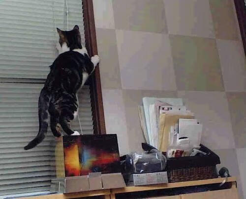 在篮球赛道上，武切维奇如何上演F1式的提前终结悬念？