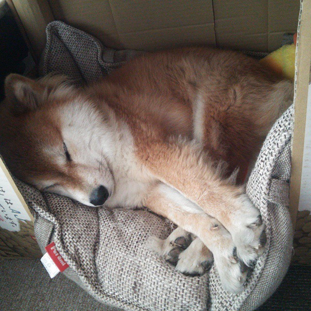 孤胆英雄的逆袭，克瓦拉茨赫利亚如何单骑挑战皇马洪流