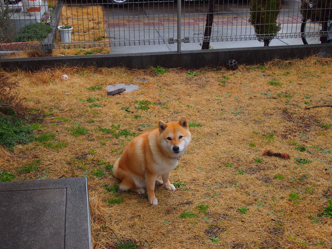 孤胆英雄的逆袭，克瓦拉茨赫利亚如何单骑挑战皇马洪流