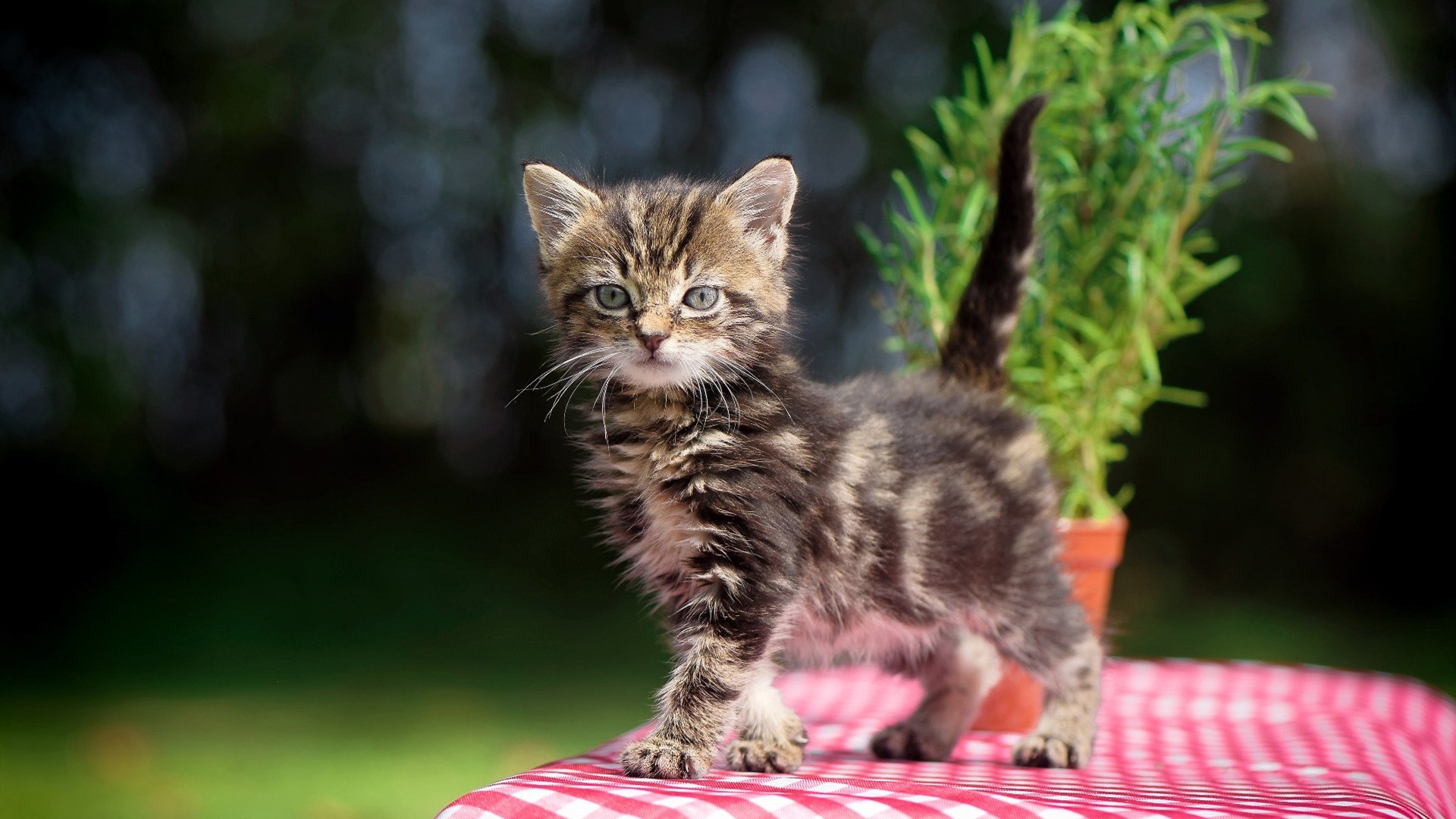 萨卡主宰比赛走向，爱尔兰战术碾压厄瓜多尔