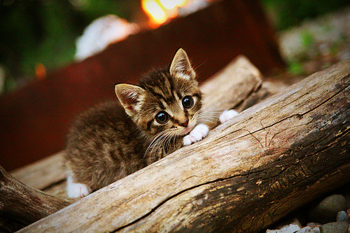 萨卡主宰比赛走向，爱尔兰战术碾压厄瓜多尔