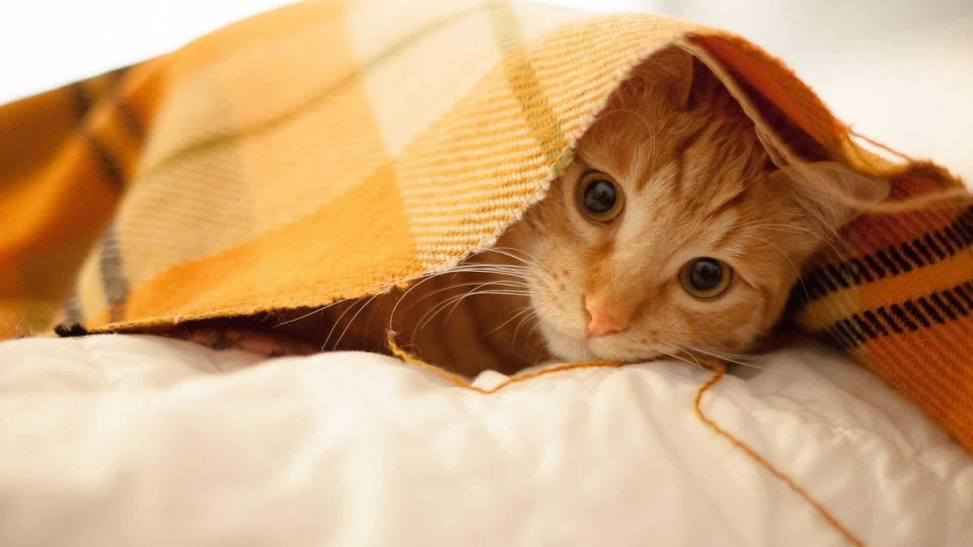 辽宁队稳稳拿下雄鹿，英格拉姆展现巨星价值