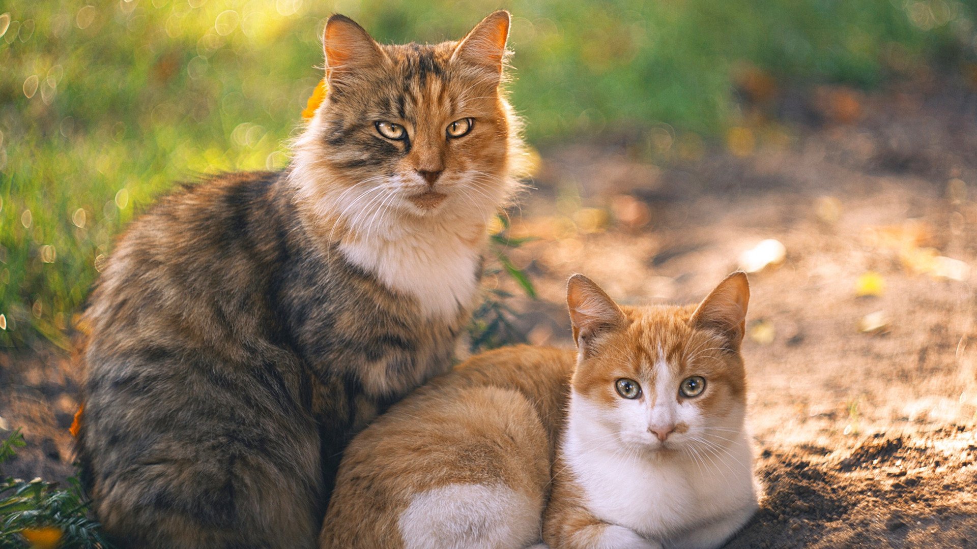 双线战场的一波流，当欧冠决赛遇见爵士的狂潮