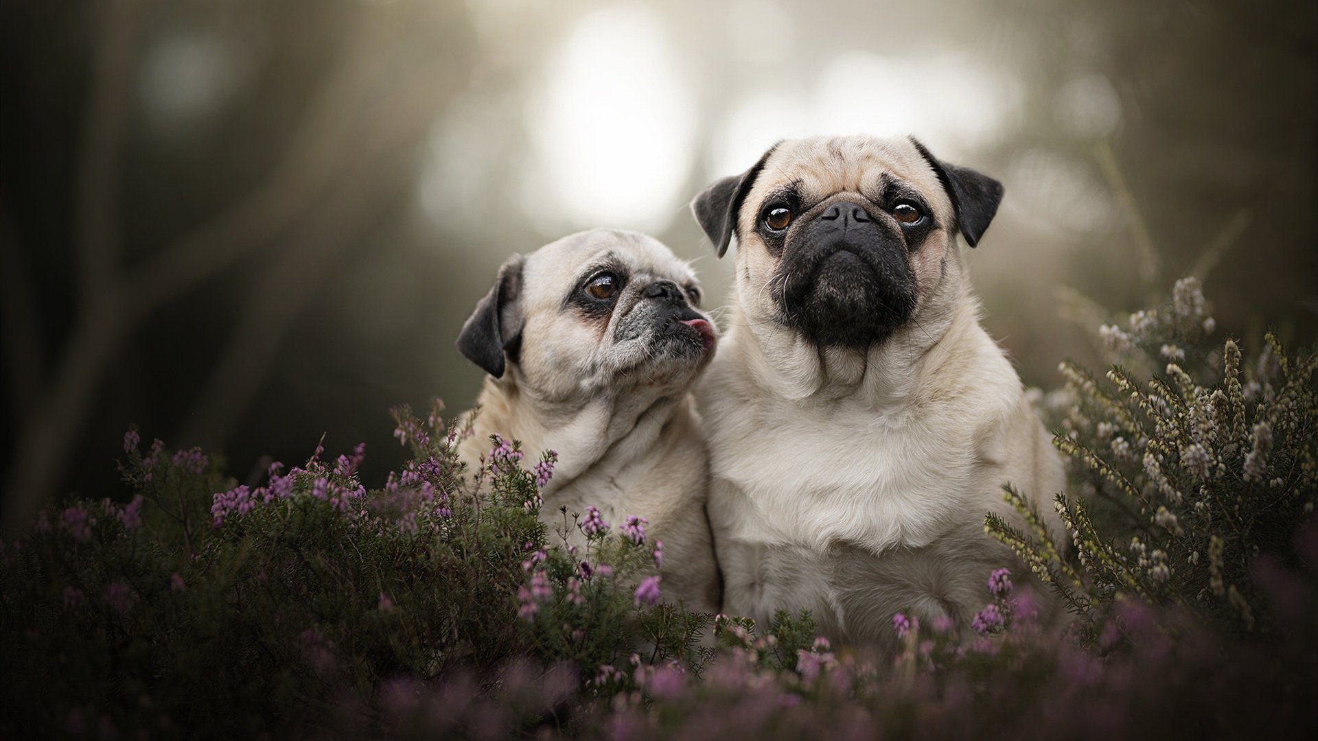 灰熊狂胜尼克斯,东契奇逆境救主,当关键先生决定比赛走向