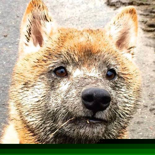 篮球场上的德比风云,火箭轻取魔术,约基奇如西甲巨星般接管比赛