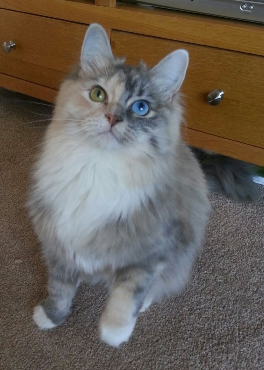 铁血德意志与亚洲磐石，足球新时代的双重奏