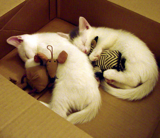 荣耀的裂变，当足球争冠剧本撞上篮球绝杀美学