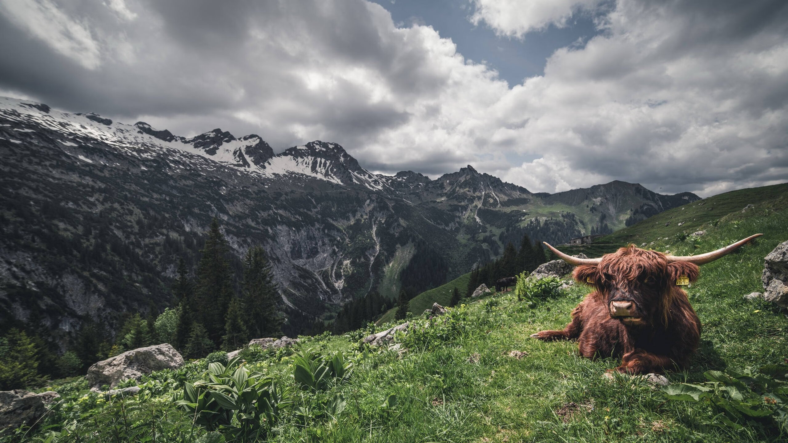 终场哨响，37岁的莫德里奇用一记手术刀传球，剖开了法兰西最后的傲慢