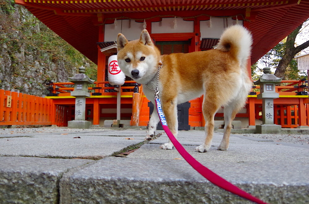 巴黎钢铁防线锁死芬兰！阿克化身关键先生导演逆转