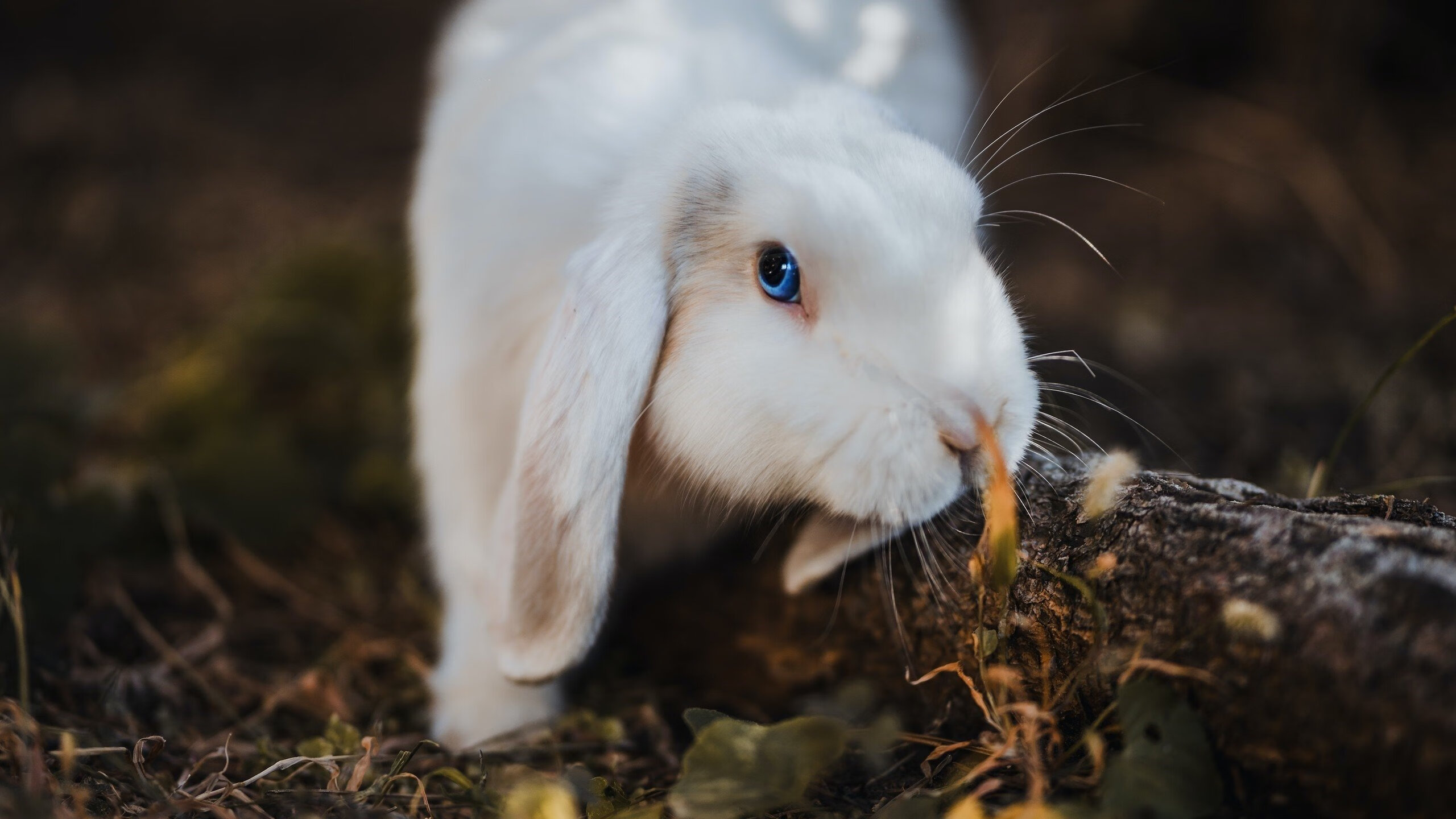 爱德华兹惊艳全场，广厦队力克国王晋级，实力铸就辉煌
