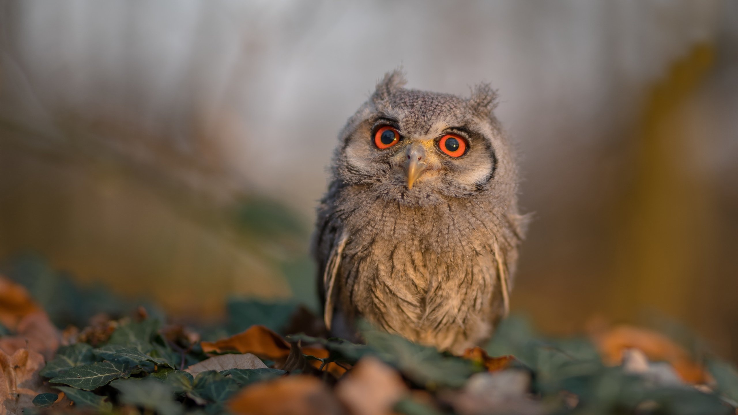 绝境的与黎明的,巴西最后时刻的救赎与凯塞多的意甲统治