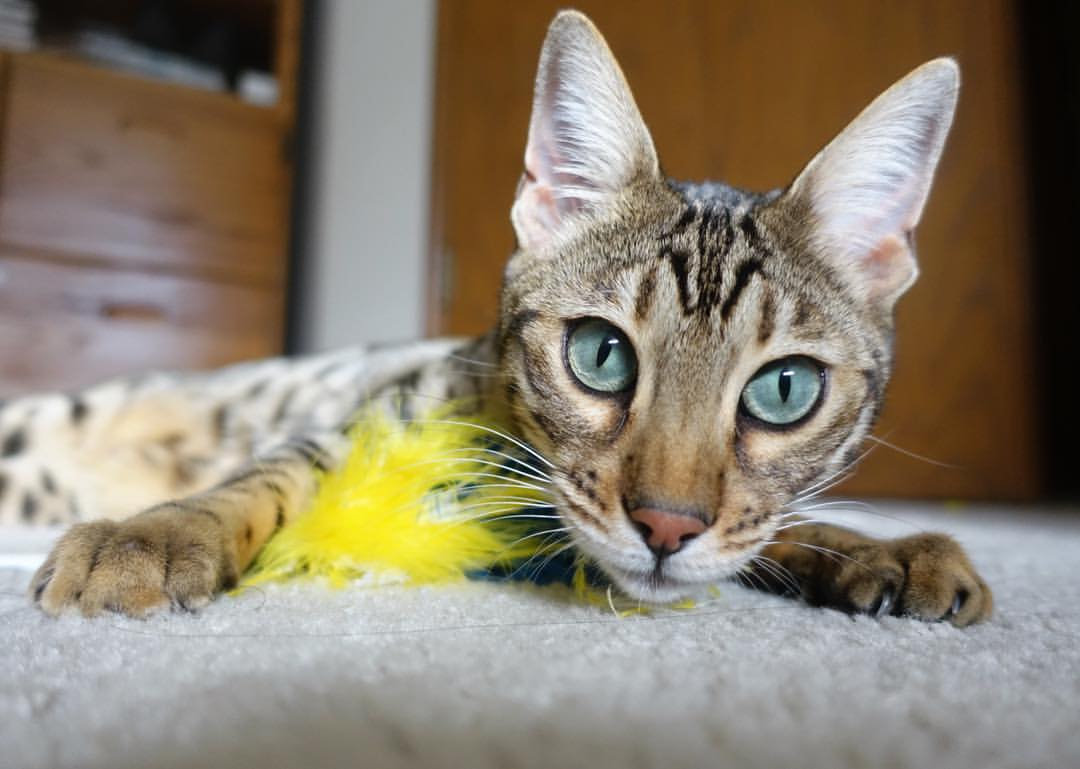 芝加哥隔空响起汽车城引擎声，当美加墨世界杯焦点战，遇见活塞血拼公牛