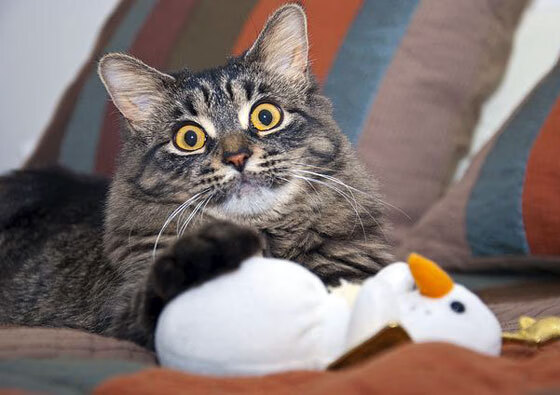 鏖战永恒之城，迪巴拉点燃罗马荣光