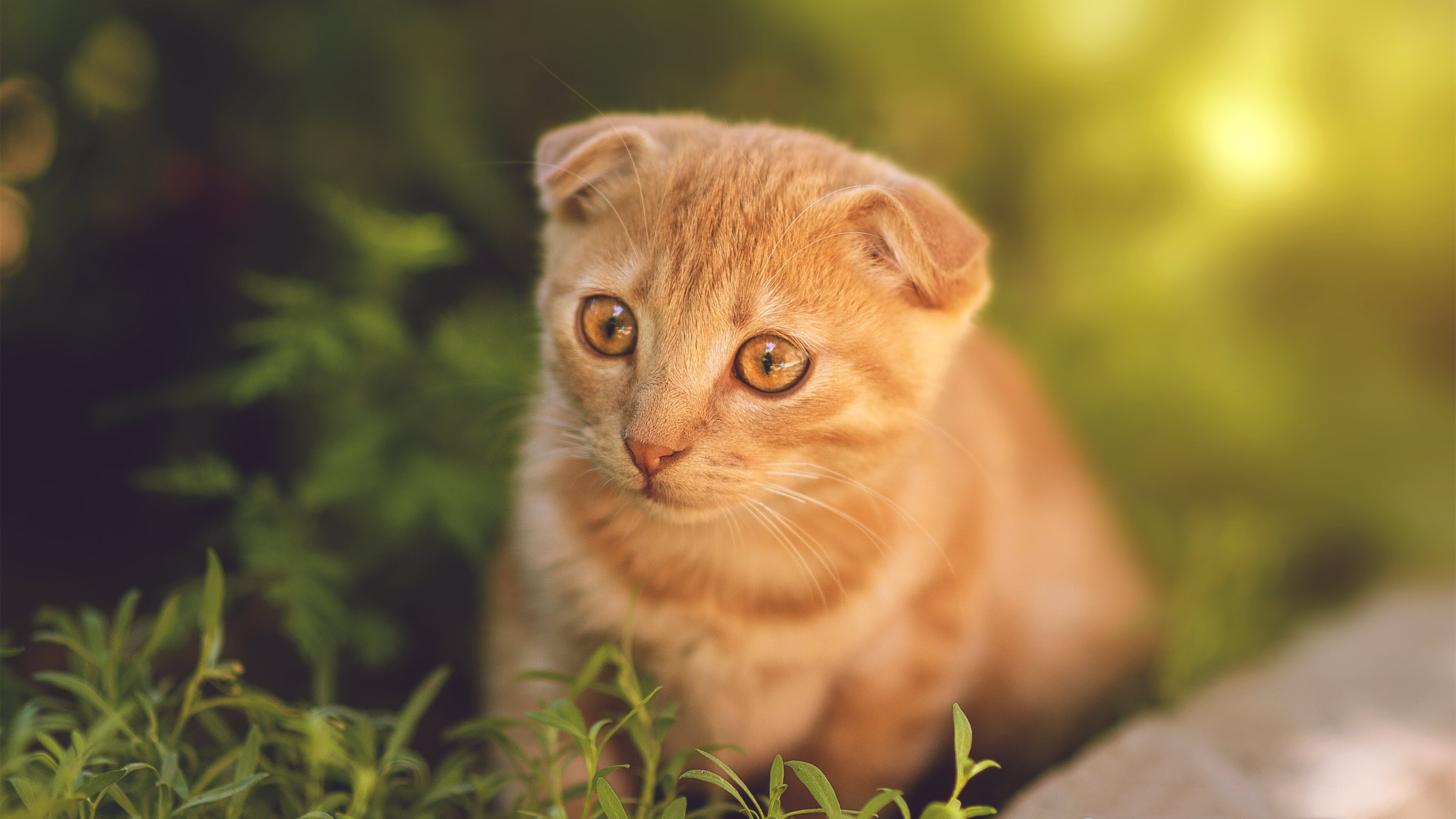 魔术爆冷广厦队,哈利伯顿成为关键先生