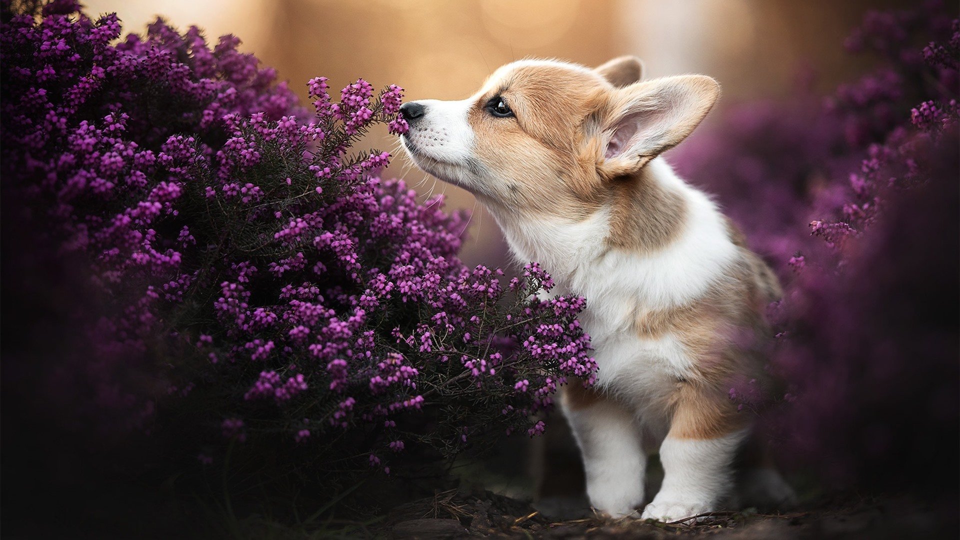 霍勒迪铸就铁血防线,当锁落下,胜利的闸门为独行侠而开