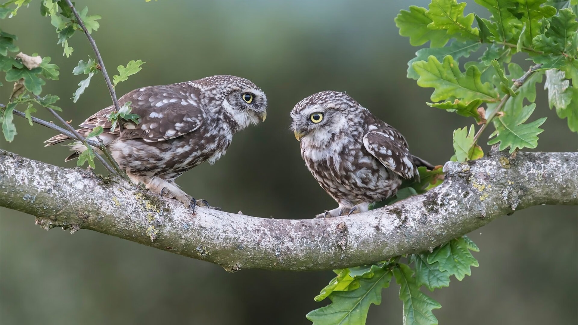 恩佐一剑封喉,奥地利战术革命下的多特蒙德之殇