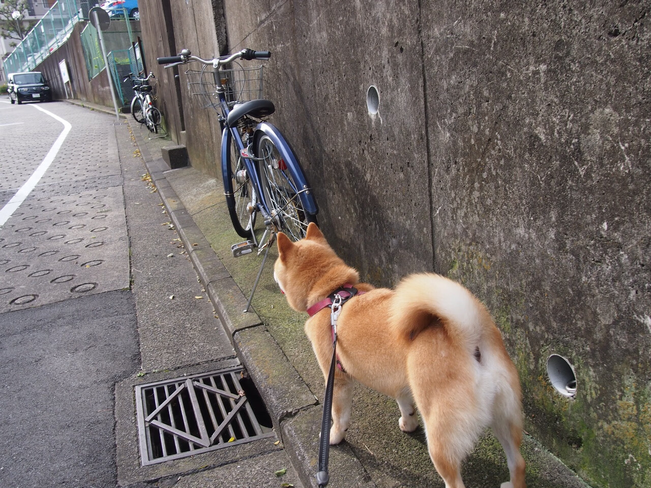爵士乐与老鹰的断翅之舞，杰伦·格林如何成为休斯顿的终极答案